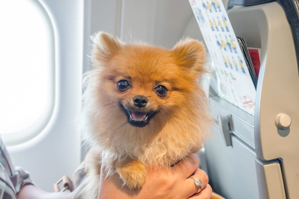 hund in der hand im flugzeug